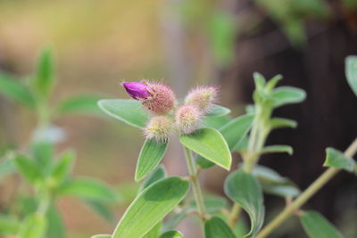 Close-up of pink flowering plant