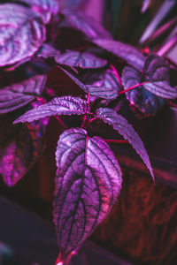 Close-up of purple flowering plant