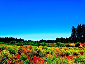 Trees growing on field against clear blue sky