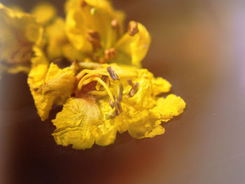 Close-up of yellow rose flower