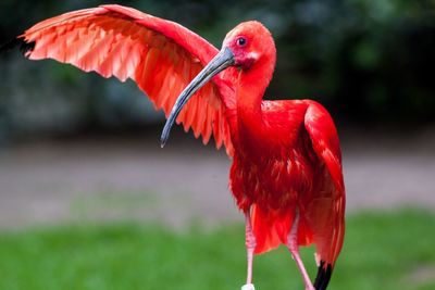 Close-up of scarlet ibis perching on field