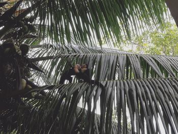 Low angle view of palm tree