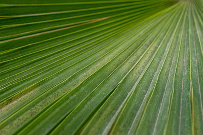 Full frame shot of palm leaves