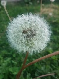 Close-up of dandelion flower