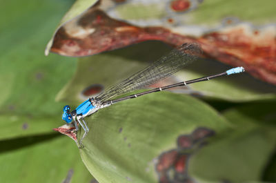 Close-up of damselfly on leaf