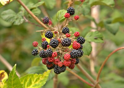 Close-up of red flowering plant