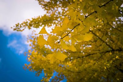 Low angle view of yellow flowering plant during autumn