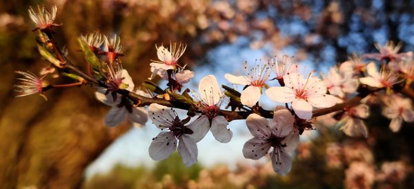 Close-up of cherry blossoms in spring