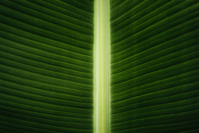 Full frame shot of green leaf