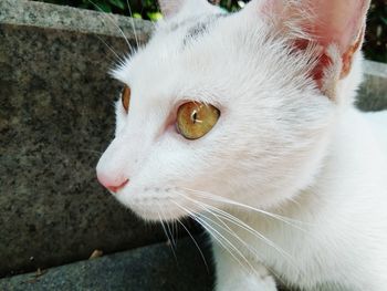 Close-up portrait of white cat