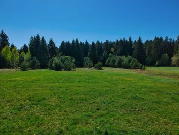 Scenic view of trees on field against clear sky