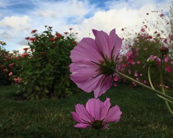 Close-up of pink cosmos flowers