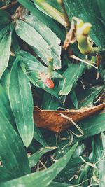 High angle view of insect on leaf