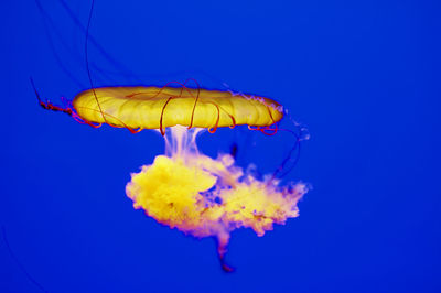 Close-up of yellow underwater
