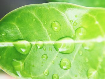 Macro shot of water drops on leaves