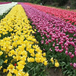 Colorful flowers blooming in park