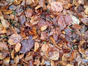 Full frame shot of dry autumn leaves