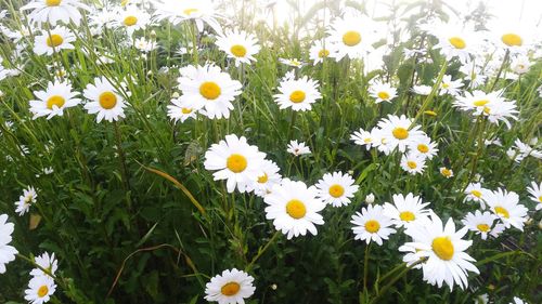 Close-up of white daisy flowers