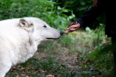 Close-up of a hand touching a wolf