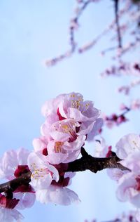 Close-up of pink cherry blossom