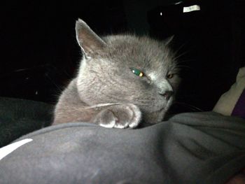 Close-up of cat relaxing at night