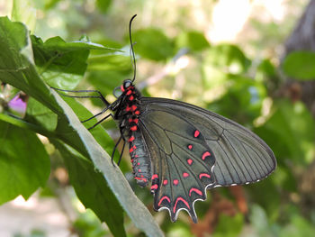 Close-up of butterfly on plant