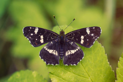 Butterfly on leaf