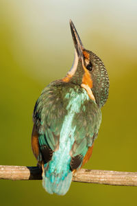 Close-up of bird perching on branch