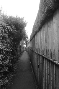 Narrow walkway along trees