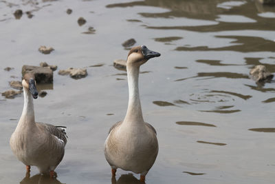 Close-up of geese in lake