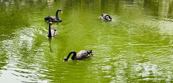 High angle view of ducks swimming in lake