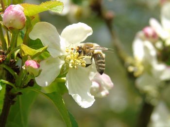 Close-up of bee on flower