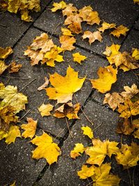 High angle view of yellow maple leaves