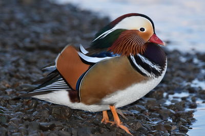 Close-up of duck swimming in water