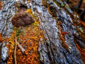 Close-up of lizard on tree trunk