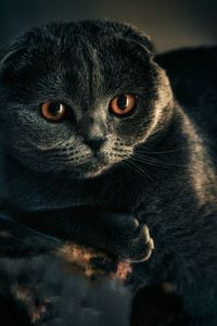 Close-up portrait of a cat