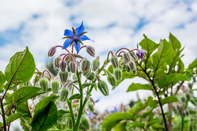 Close-up of plant against sky