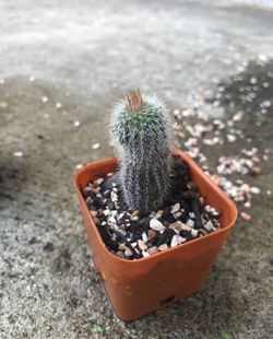 High angle view of cactus plant in pot