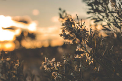 Close-up of flowers against sunset