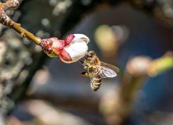 Close-up of bee pollinating flower