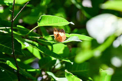 Close-up of insect on plant