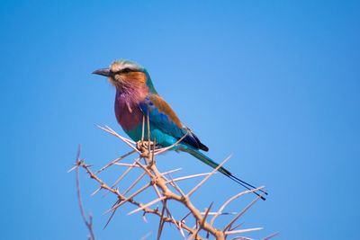 Lilac-breasted roller