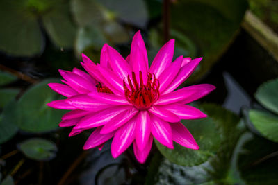 Close-up of pink cosmos flower