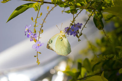 Close-up of butterfly pollinating on purple flower