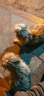 High angle view of dog resting on footpath