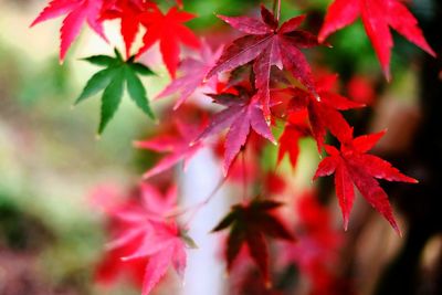 Close-up of maple leaves