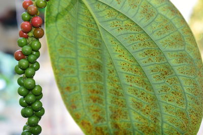 Low angle view of fruits