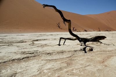 Namibia deserto