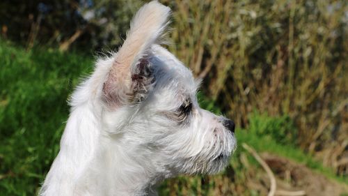 Close-up of dog on field