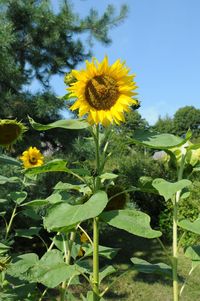 Close-up of yellow flowering plants on field